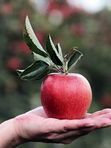 Preview wallpaper apple, hand, fruit