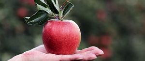 Preview wallpaper apple, hand, fruit