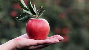 Preview wallpaper apple, hand, fruit