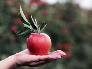 Preview wallpaper apple, hand, fruit