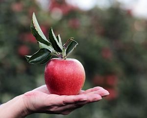Preview wallpaper apple, hand, fruit