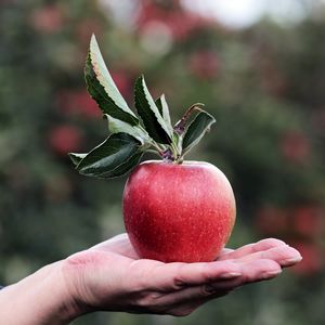 Preview wallpaper apple, hand, fruit