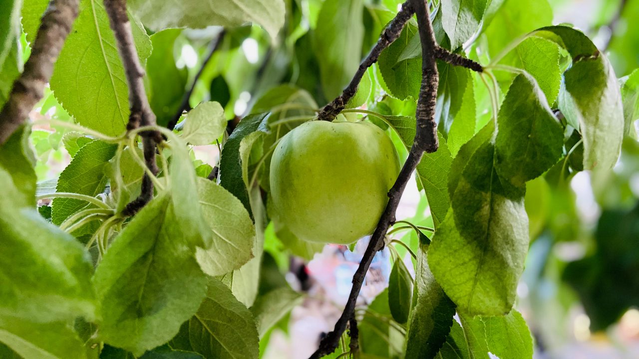 Wallpaper apple, harvest, fruit, branch, leaves