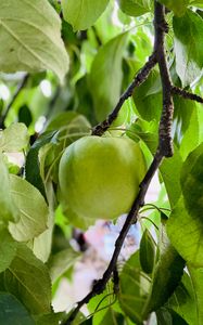 Preview wallpaper apple, harvest, fruit, branch, leaves