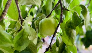 Preview wallpaper apple, harvest, fruit, branch, leaves