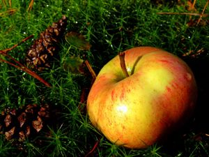 Preview wallpaper apple, herbs, fruits, ripe