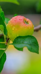 Preview wallpaper apple, leaves, branches, drops, macro