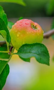Preview wallpaper apple, leaves, branches, drops, macro