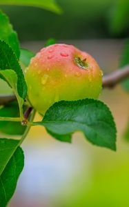 Preview wallpaper apple, leaves, branches, drops, macro