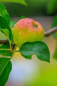 Preview wallpaper apple, leaves, branches, drops, macro