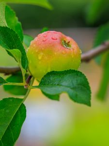 Preview wallpaper apple, leaves, branches, drops, macro