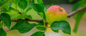 Preview wallpaper apple, leaves, branches, drops, macro
