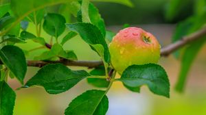 Preview wallpaper apple, leaves, branches, drops, macro