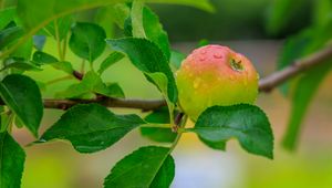 Preview wallpaper apple, leaves, branches, drops, macro