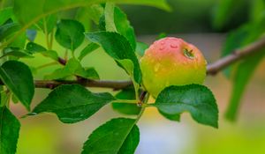 Preview wallpaper apple, leaves, branches, drops, macro