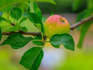 Preview wallpaper apple, leaves, branches, drops, macro
