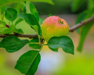 Preview wallpaper apple, leaves, branches, drops, macro