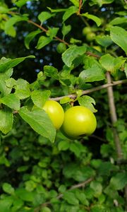 Preview wallpaper apple tree, apples, branch, leaves, macro, green