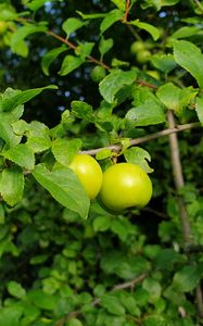 Preview wallpaper apple tree, apples, branch, leaves, macro, green