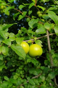 Preview wallpaper apple tree, apples, branch, leaves, macro, green