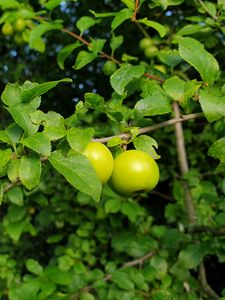 Preview wallpaper apple tree, apples, branch, leaves, macro, green