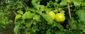 Preview wallpaper apple tree, apples, branch, leaves, macro, green