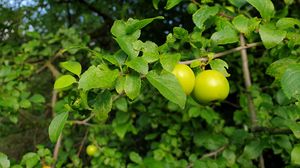 Preview wallpaper apple tree, apples, branch, leaves, macro, green