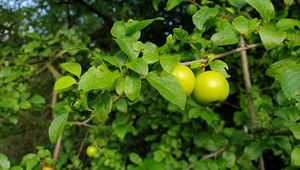 Preview wallpaper apple tree, apples, branch, leaves, macro, green