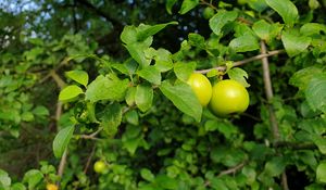 Preview wallpaper apple tree, apples, branch, leaves, macro, green