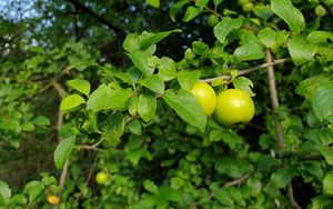 Preview wallpaper apple tree, apples, branch, leaves, macro, green