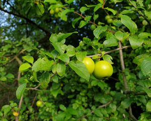 Preview wallpaper apple tree, apples, branch, leaves, macro, green