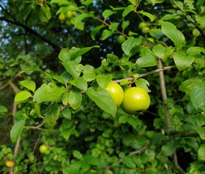 Preview wallpaper apple tree, apples, branch, leaves, macro, green