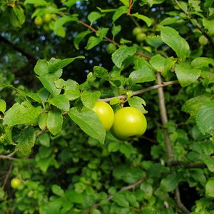 Preview wallpaper apple tree, apples, branch, leaves, macro, green