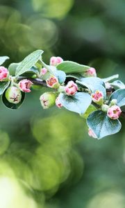 Preview wallpaper apple tree, branch, buds, leaves, macro