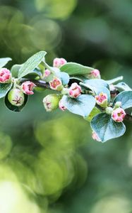 Preview wallpaper apple tree, branch, buds, leaves, macro