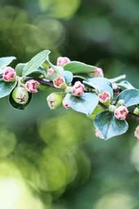 Preview wallpaper apple tree, branch, buds, leaves, macro