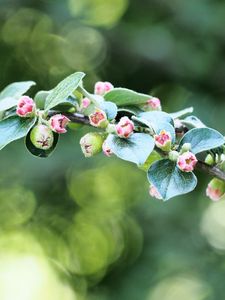 Preview wallpaper apple tree, branch, buds, leaves, macro