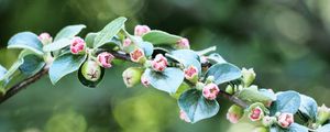 Preview wallpaper apple tree, branch, buds, leaves, macro