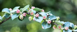 Preview wallpaper apple tree, branch, buds, leaves, macro