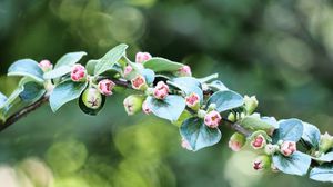 Preview wallpaper apple tree, branch, buds, leaves, macro