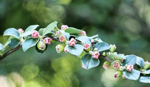 Preview wallpaper apple tree, branch, buds, leaves, macro