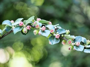 Preview wallpaper apple tree, branch, buds, leaves, macro