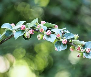 Preview wallpaper apple tree, branch, buds, leaves, macro