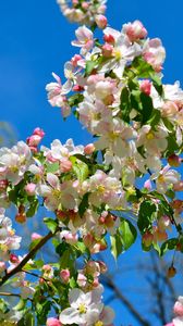 Preview wallpaper apple tree, branches, bloom, spring