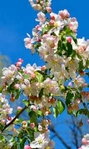 Preview wallpaper apple tree, branches, bloom, spring