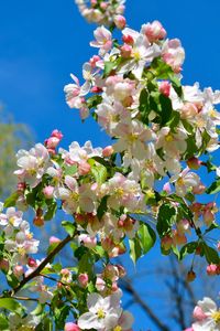 Preview wallpaper apple tree, branches, bloom, spring