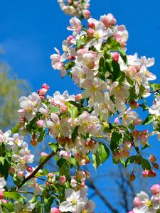 Preview wallpaper apple tree, branches, bloom, spring