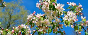 Preview wallpaper apple tree, branches, bloom, spring