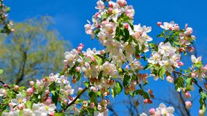 Preview wallpaper apple tree, branches, bloom, spring