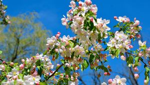 Preview wallpaper apple tree, branches, bloom, spring